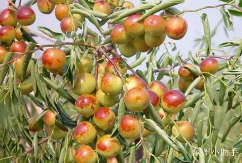 陕西大枣爆料最新消息,揭秘千年古枣的秘密  第2张